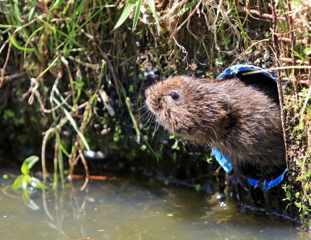 Uw tuin redden van de woelrat