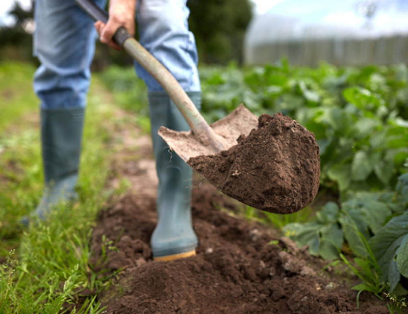 3 tips voor een eigen moestuintje