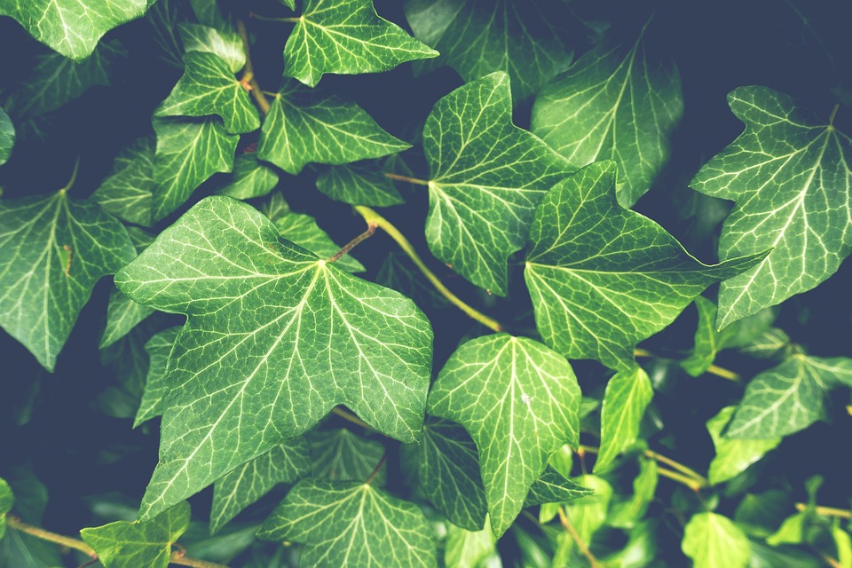 Waar moet je op letten bij het kopen van planten?