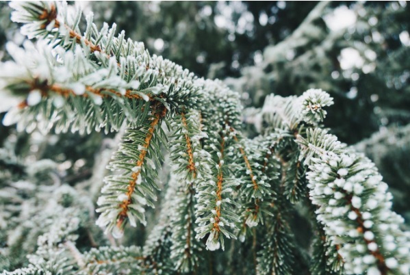 Tips voor een mooie wintertuin