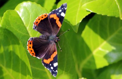 Populaire planten in Nederland