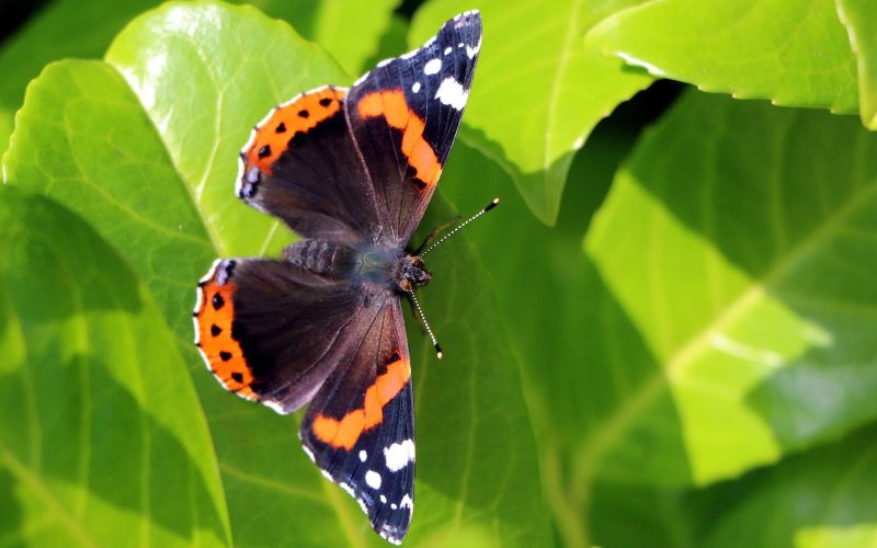 Populaire planten in Nederland