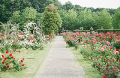 Tips voor een mooie tuin