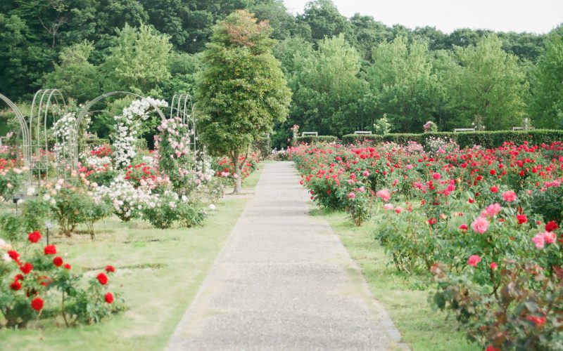 Tips voor een mooie tuin