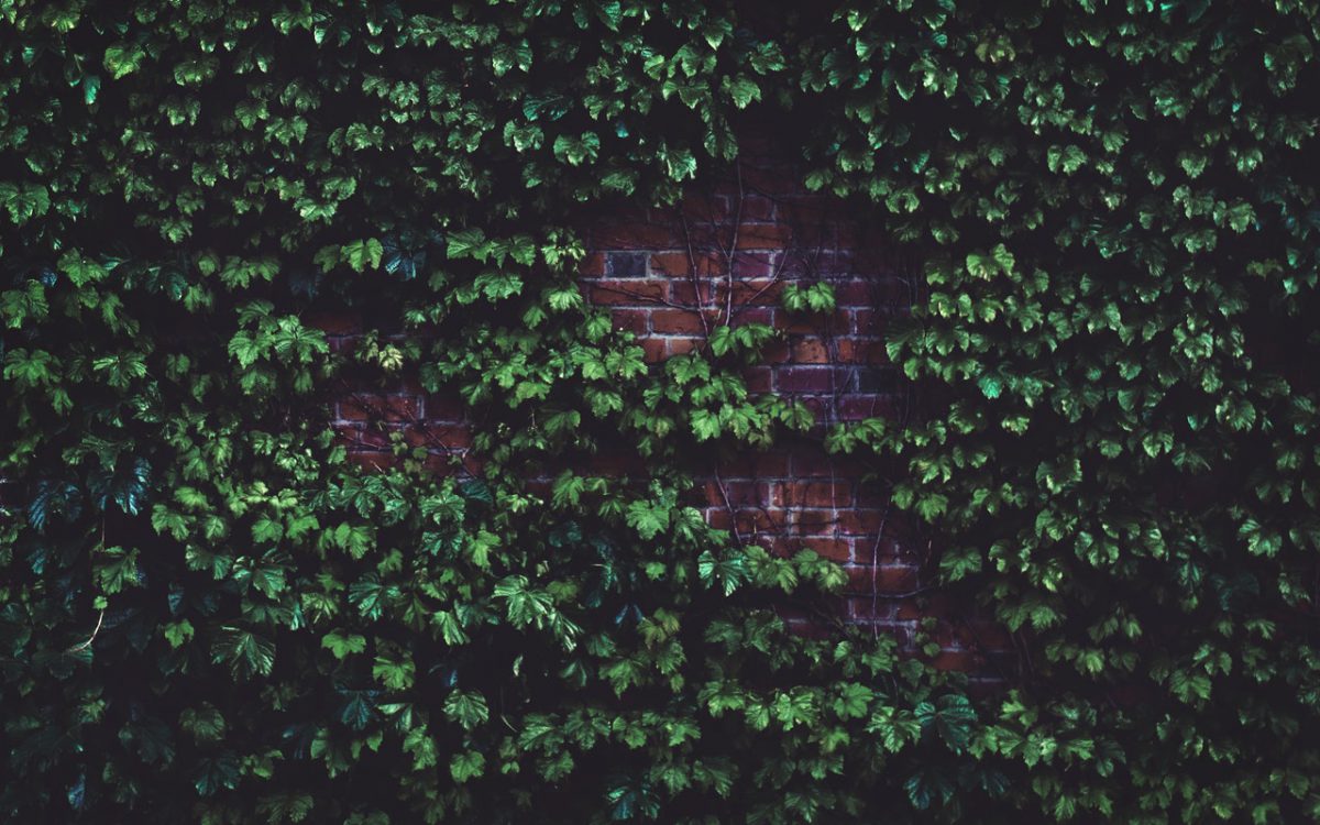 Hoe gebruik je een klimplant in het ontwerp van je tuin? Hoe gebruik je een klimplant in het ontwerp van je tuin?