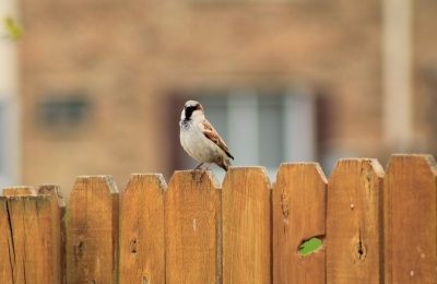 Nieuwe schutting uitzoeken voor de tuin